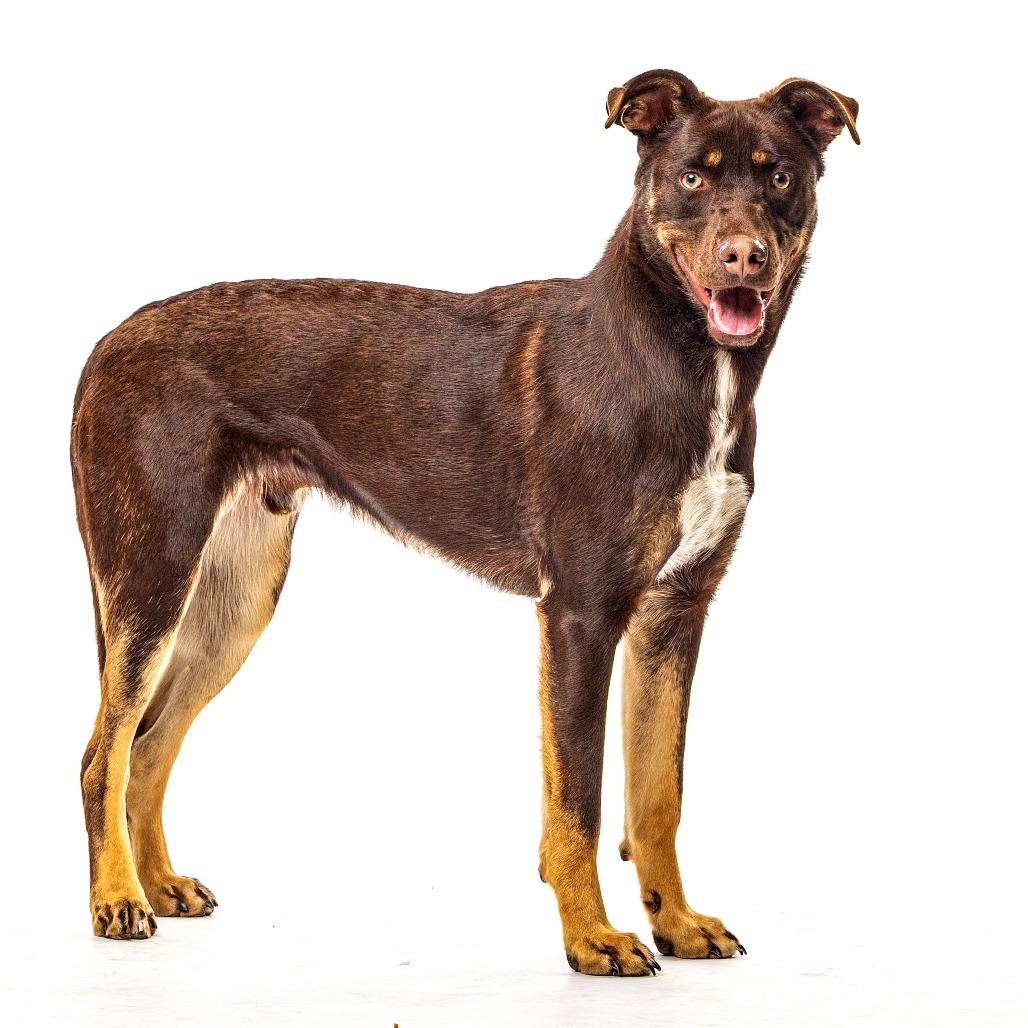 Enlarge Bandit, a Adoptable mixed breed in Reno, NV image 3/6