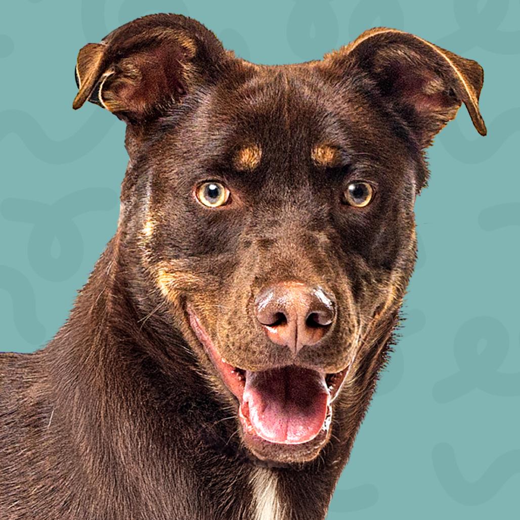 Enlarge Bandit, a Adoptable mixed breed in Reno, NV image 4/6