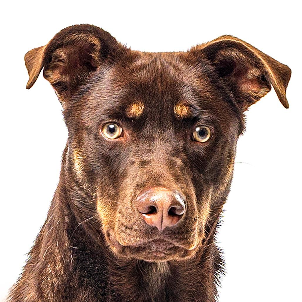 Enlarge Bandit, a Adoptable mixed breed in Reno, NV image 5/6