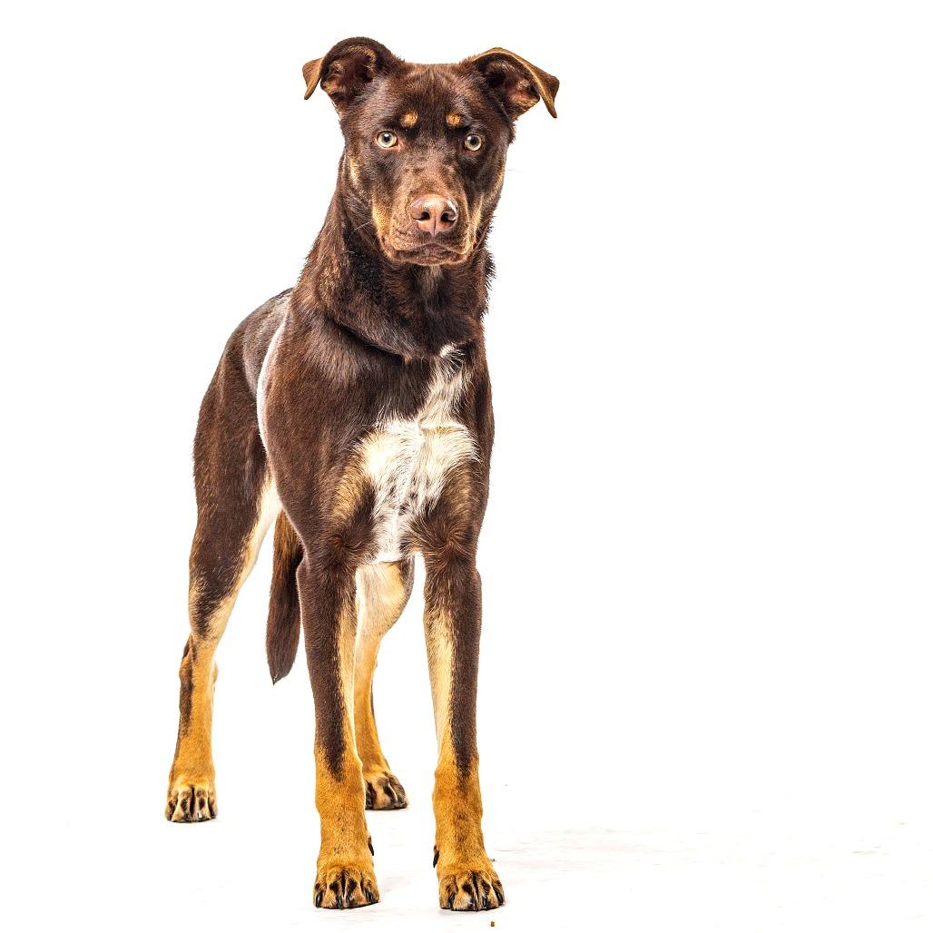 Enlarge Bandit, a Adoptable mixed breed in Reno, NV image 6/6