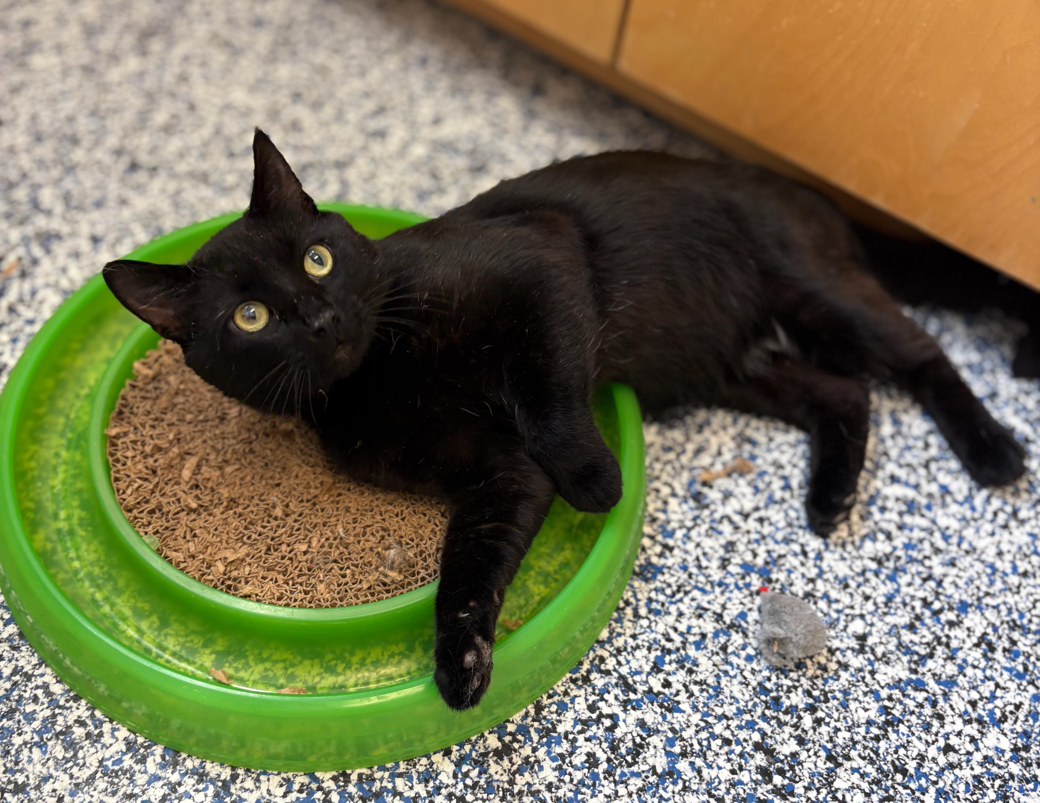 Brock - Sweet boy!, an adoptable Domestic Short Hair in St Stephen, NB, E3L 2X2 | Photo Image 2