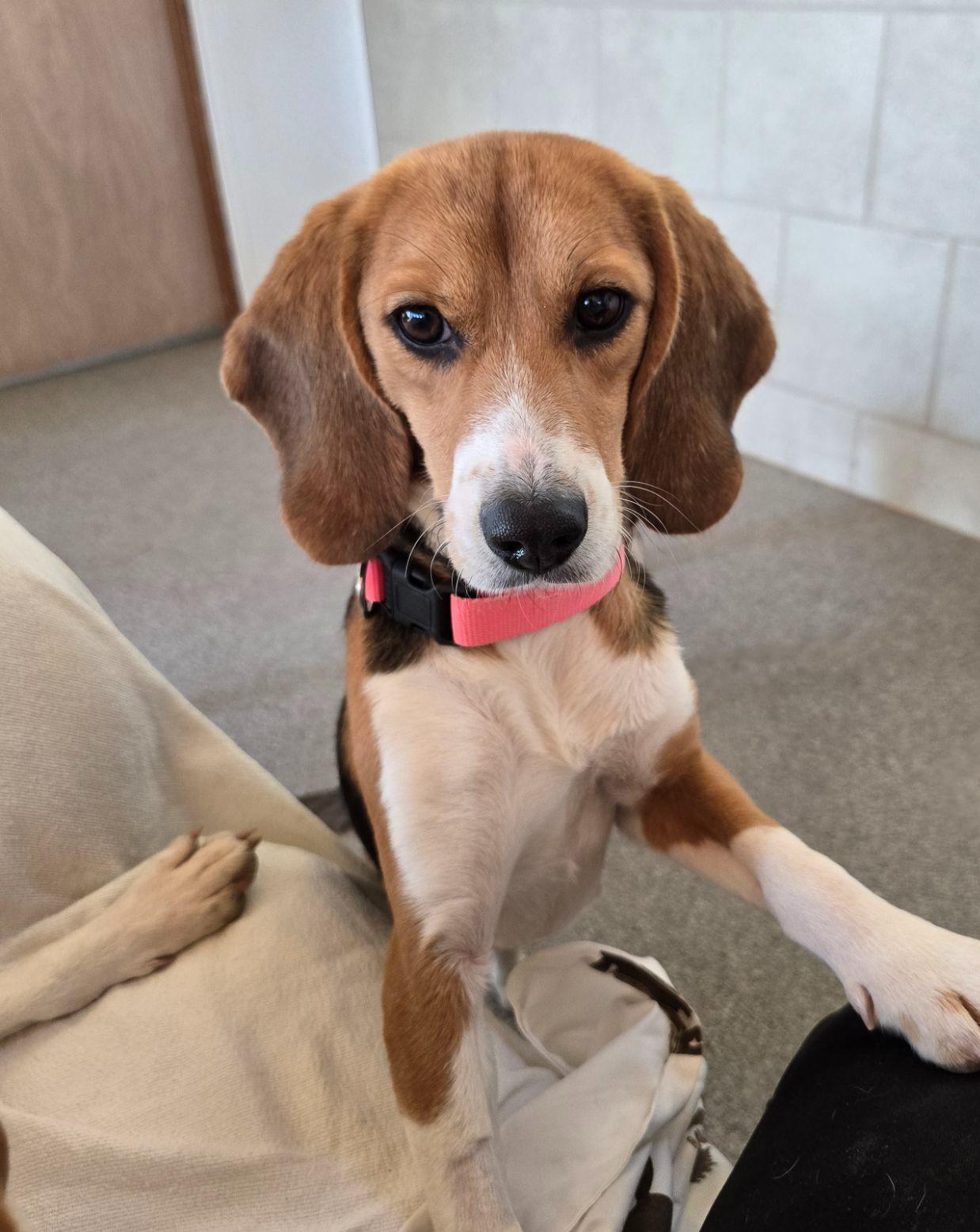Enlarge Betty, a Adopted Beagle in Hartville, WY image 1/3