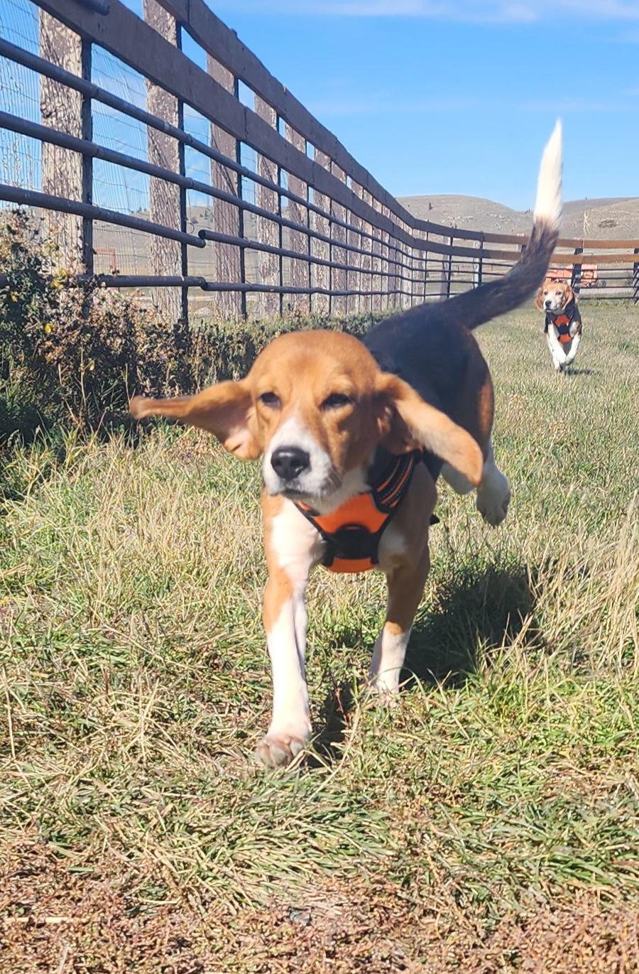 Enlarge Betty, a Adopted Beagle in Hartville, WY image 2/3