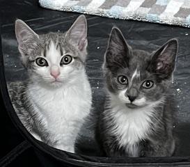 Enlarge Tipperary - She's Come a Long Way, a Adoptable Tabby in Laurel, MD image 2/6