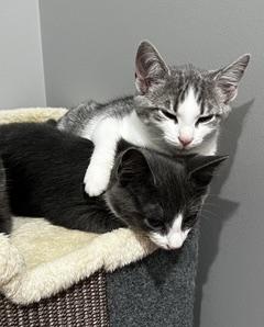 Enlarge Tipperary - She's Come a Long Way, a Adoptable Tabby in Laurel, MD image 4/6