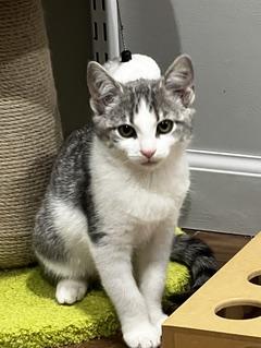 Enlarge Tipperary - She's Come a Long Way, a Adoptable Tabby in Laurel, MD image 1/6