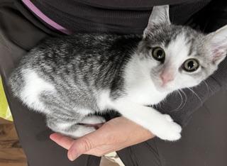 Enlarge Tipperary - She's Come a Long Way, a Adoptable Tabby in Laurel, MD image 3/6