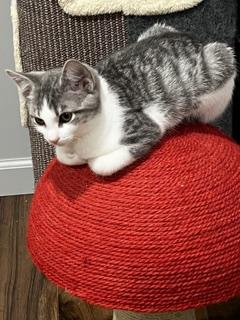 Enlarge Tipperary - She's Come a Long Way, a Adoptable Tabby in Laurel, MD image 6/6