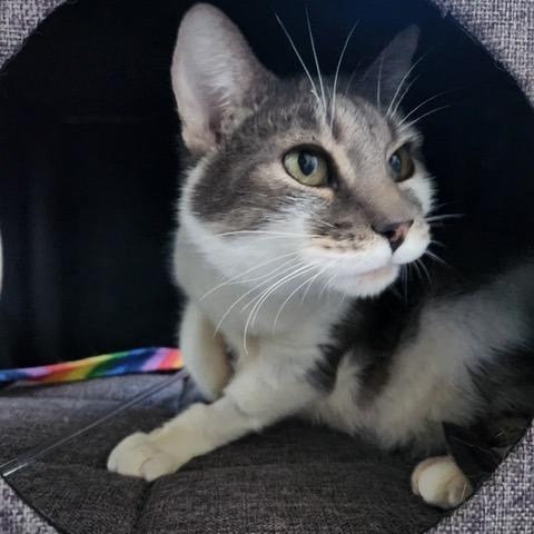 Ton Ton, a Adoptable Domestic Short Hair in Talent, OR image 1/6