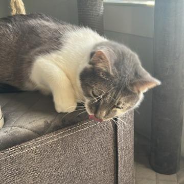 Ton Ton, a Adoptable Domestic Short Hair in Talent, OR image 2/6