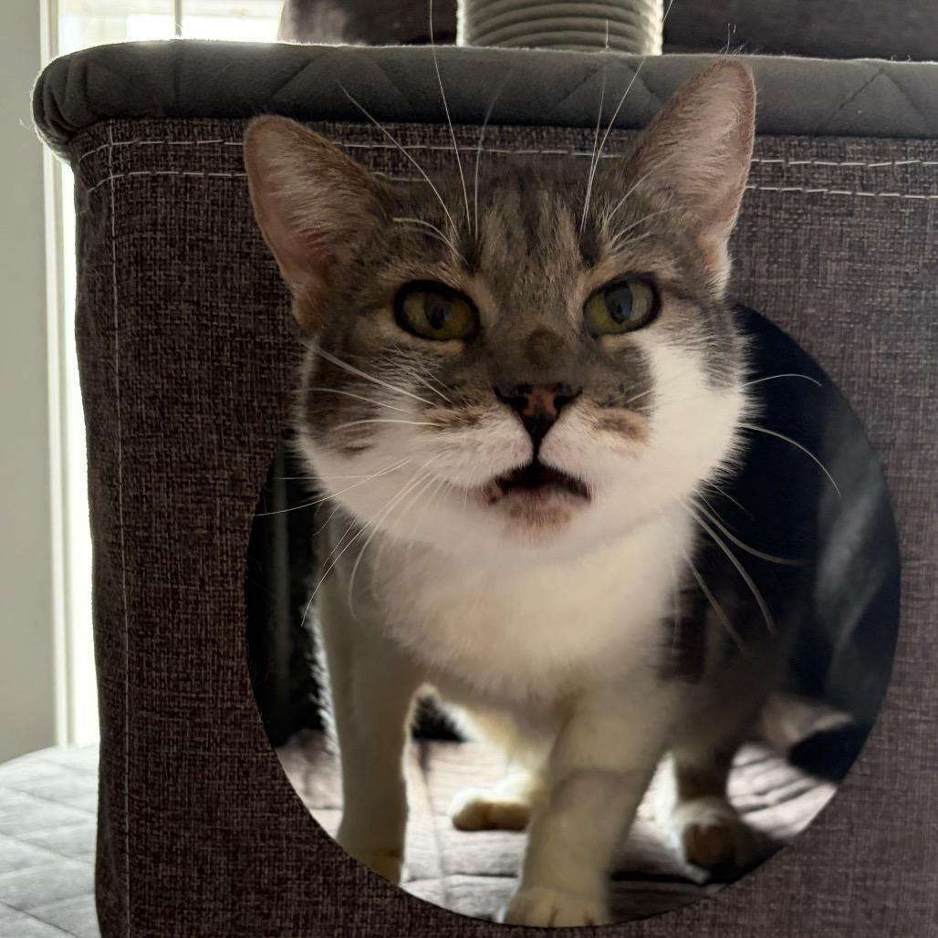 Ton Ton, a Adoptable Domestic Short Hair in Talent, OR image 3/6