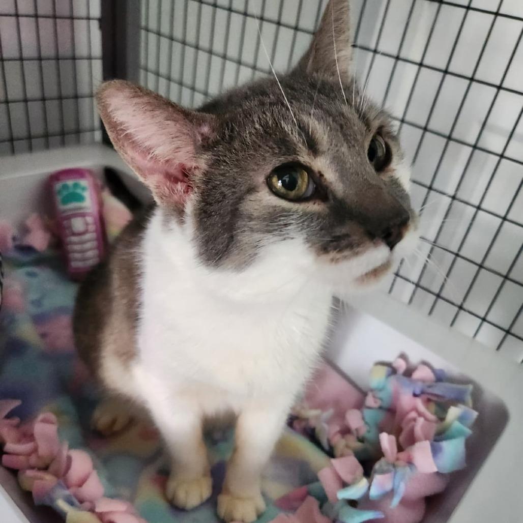 Ton Ton, a Adoptable Domestic Short Hair in Talent, OR image 4/6