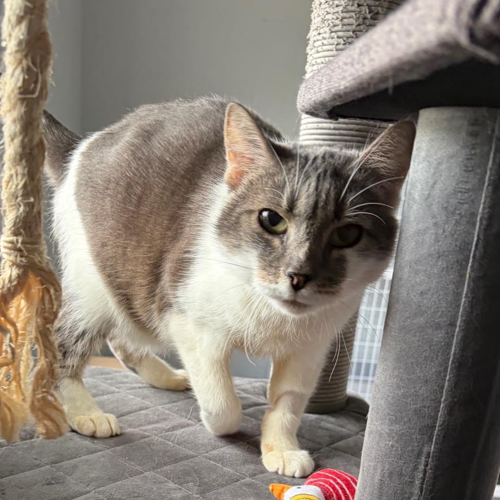 Ton Ton, a Adoptable Domestic Short Hair in Talent, OR image 5/6