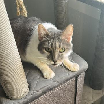 Ton Ton, a Adoptable Domestic Short Hair in Talent, OR image 6/6