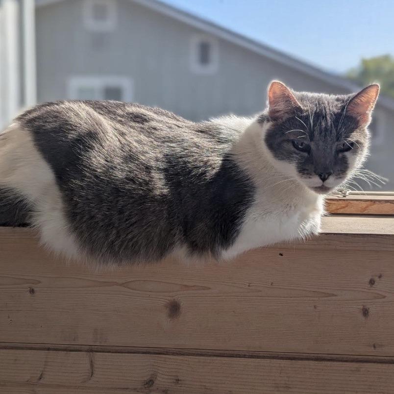 Enlarge Ton Ton, a Adoptable Domestic Short Hair in Talent, OR image 6/6