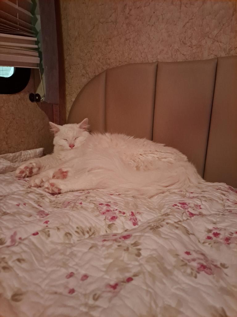 George, Adopted, Adult Male Domestic Long Hair.