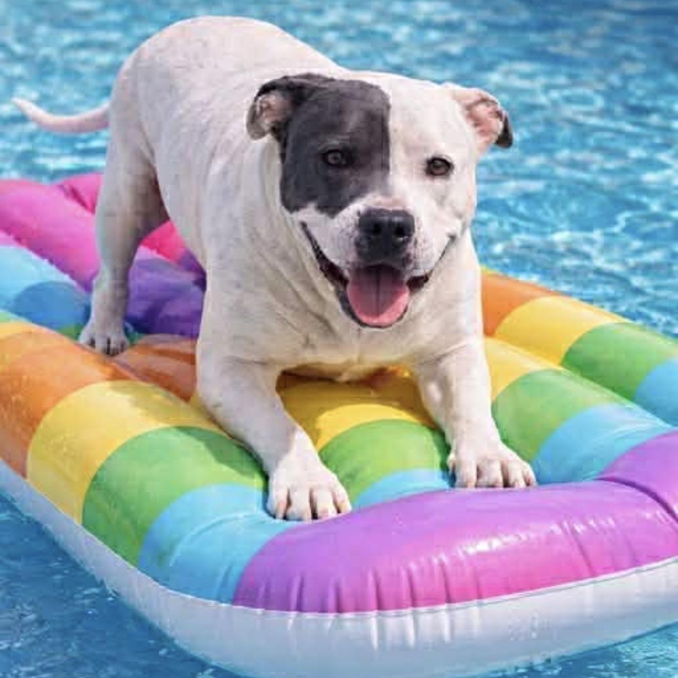 Matilda , ADOPTABLE, Adult Female Pit Bull Terrier & American Staffordshire Terrier.