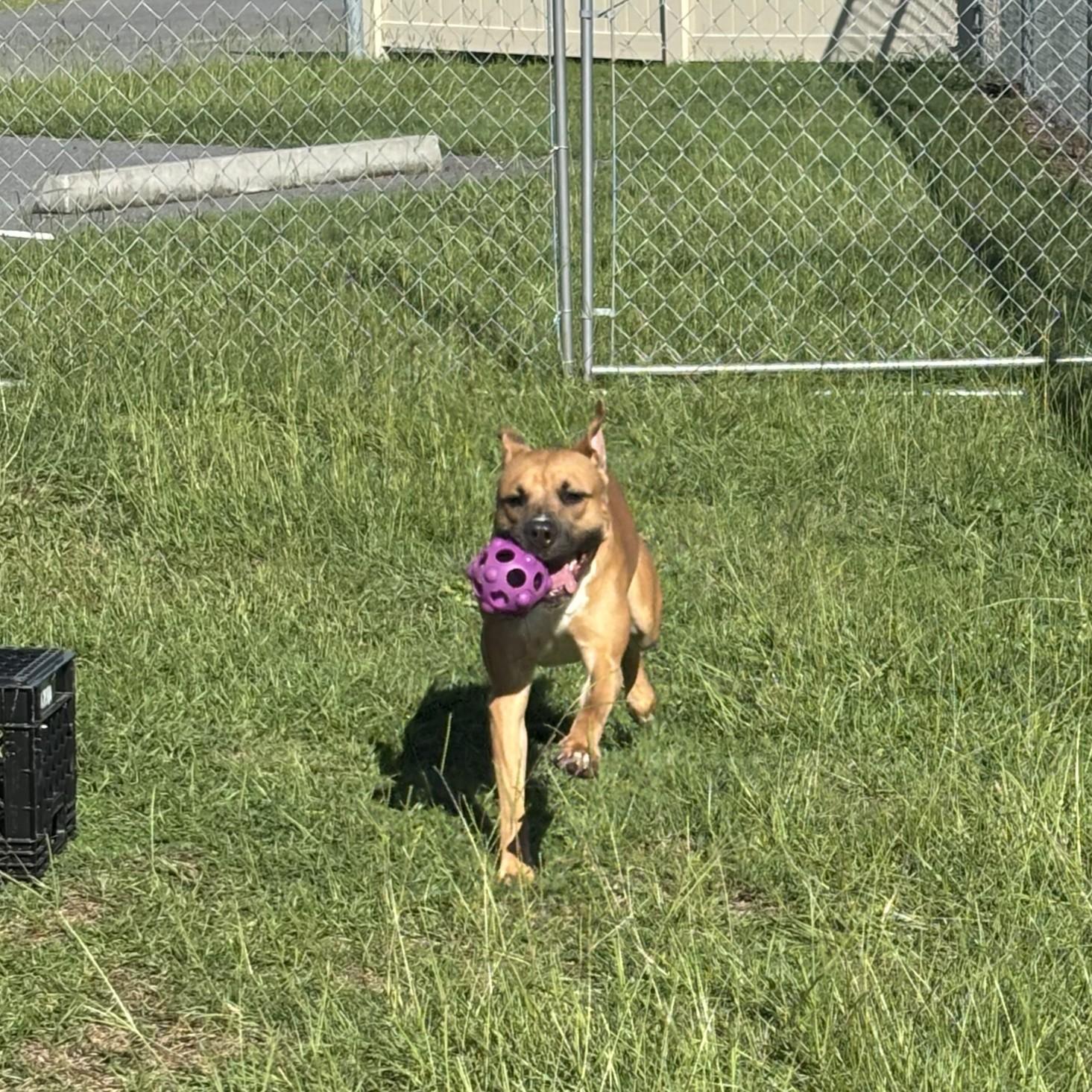 BUTCH