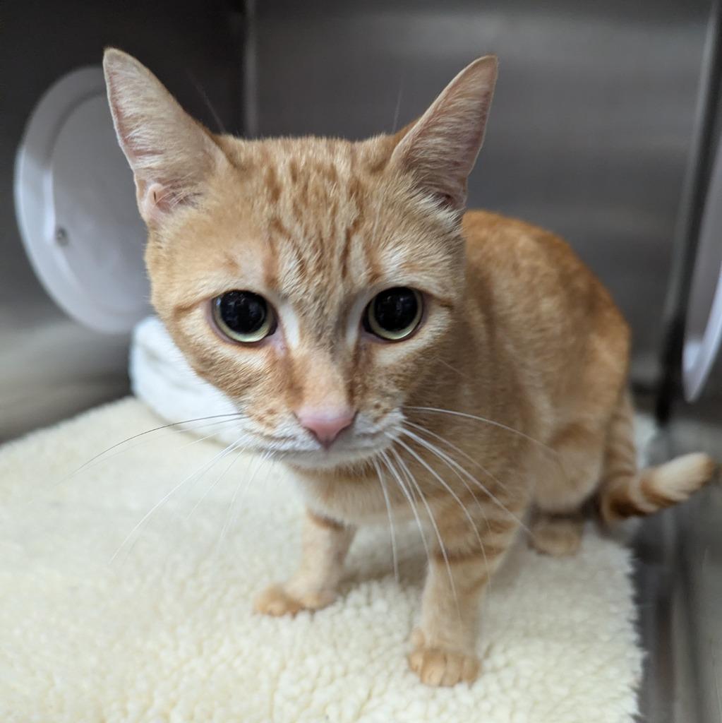 Mystique, Adoptable, Young Female Domestic Short Hair.