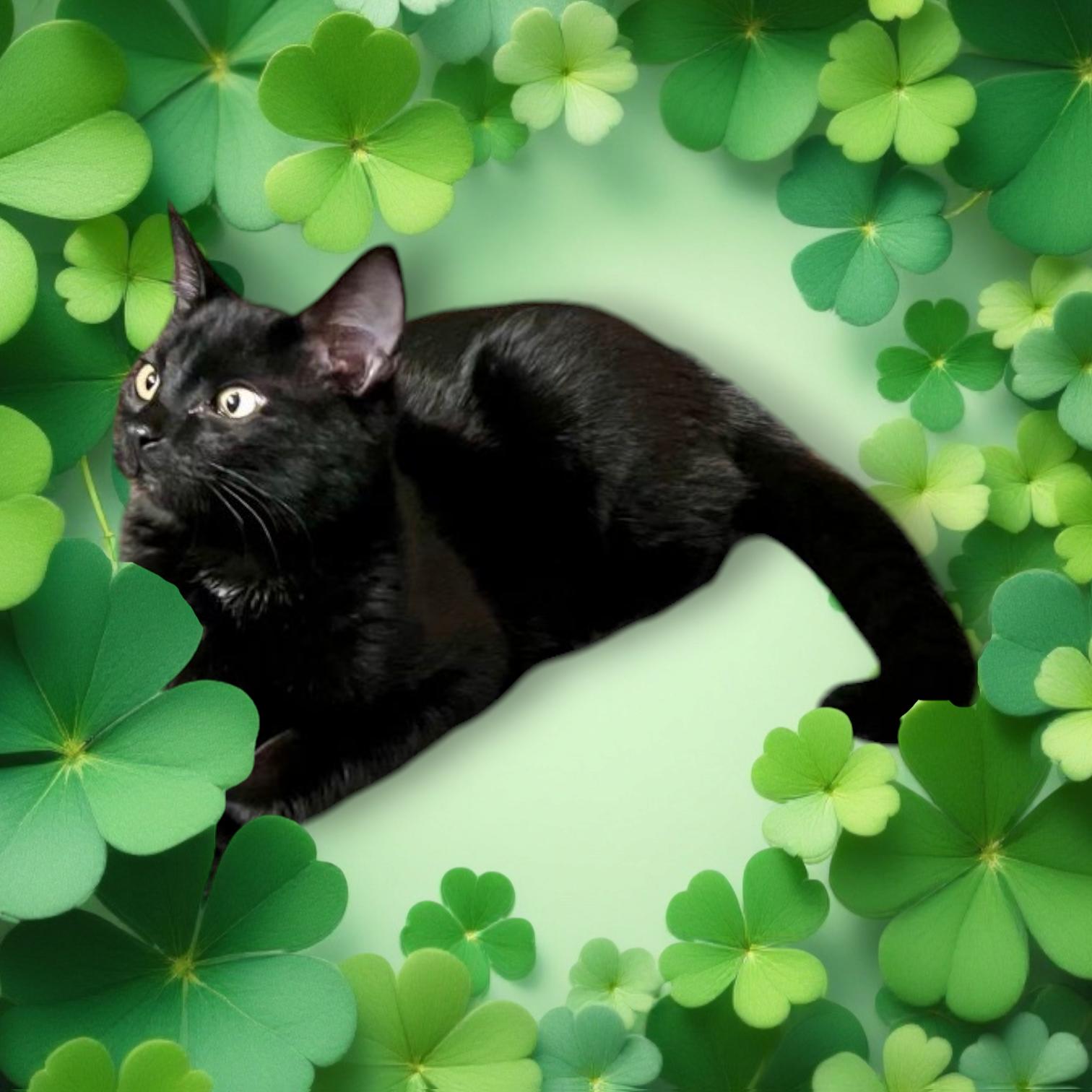 Marcus FUNNY, LOVING BOY, Adopted, Young Male Domestic Short Hair.