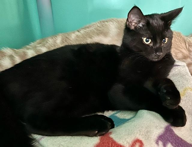 Enlarge Marcus FUNNY, LOVING BOY, a Adopted Domestic Short Hair in Fayetteville, AR image 2/3