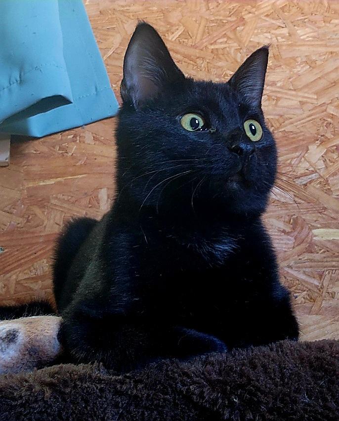 Enlarge Marcus FUNNY, LOVING BOY, a Adopted Domestic Short Hair in Fayetteville, AR image 3/3