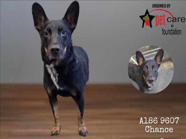 CHANCE, Adoptable, Adult Male Mixed Breed.