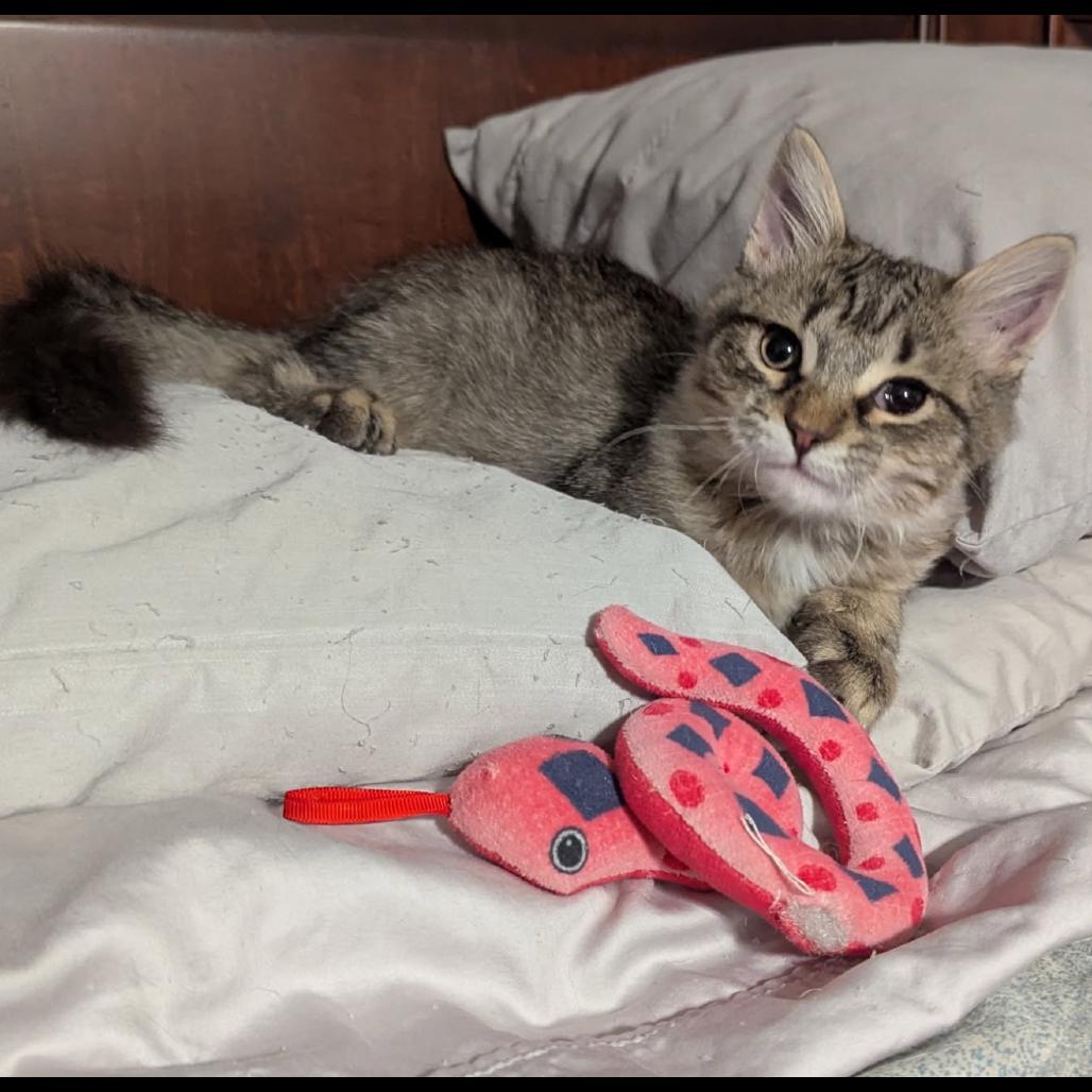 Kalabar, Adoptable, Kitten Male Domestic Short Hair.