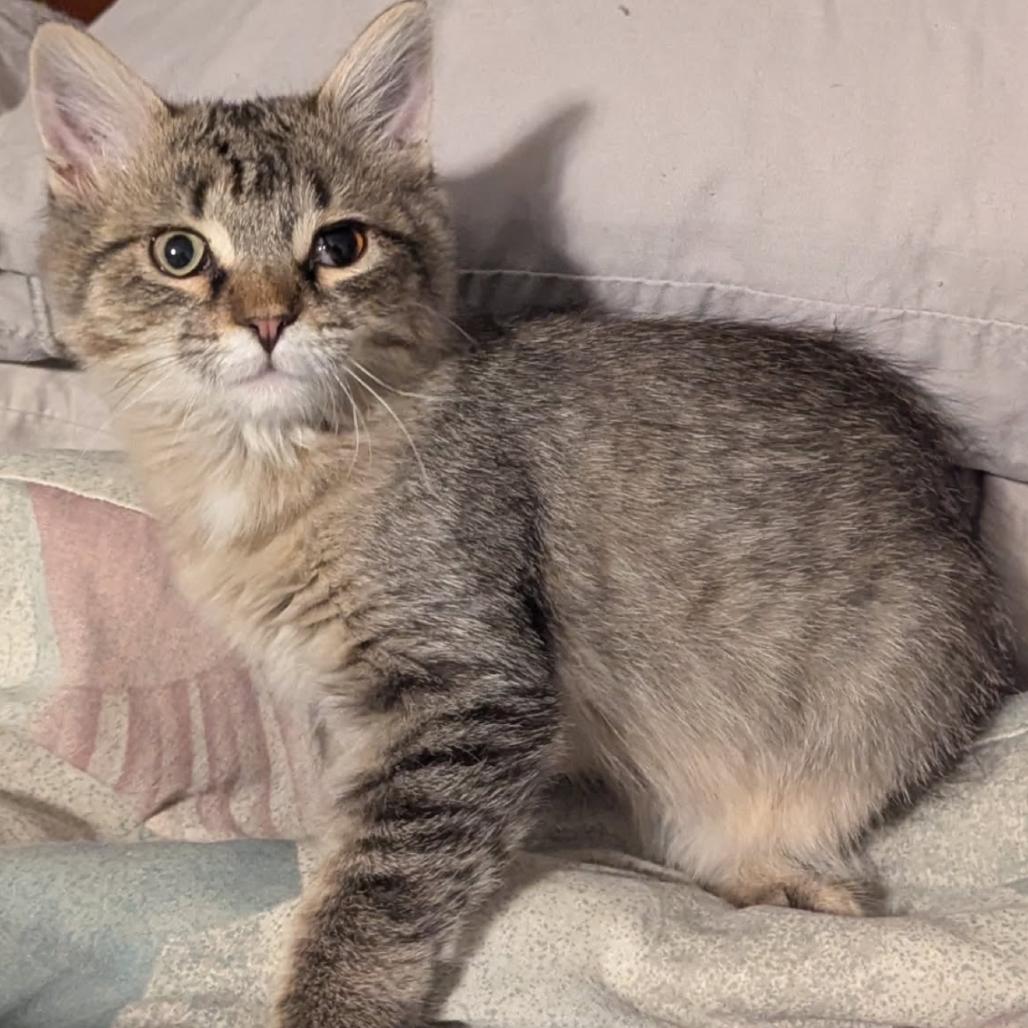 Kalabar, Adoptable, Kitten Male Domestic Short Hair.