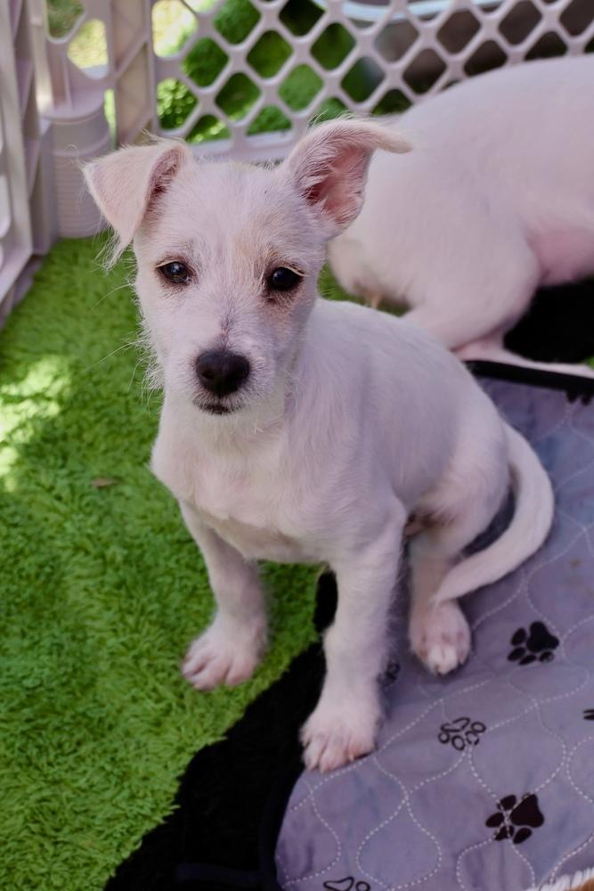 Rocket, a Adoptable mixed breed in TUCSON, AZ image 1/3