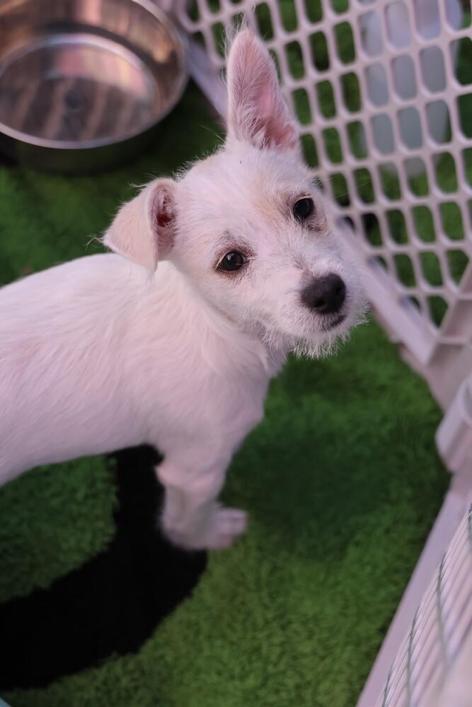 Rocket, a Adoptable mixed breed in TUCSON, AZ image 2/3