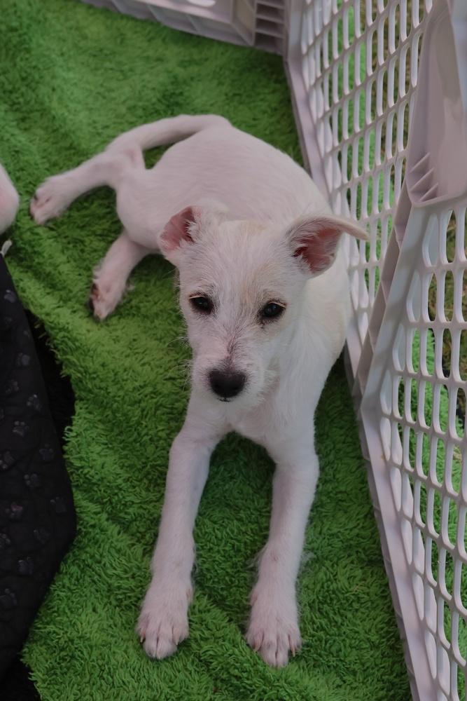 Rocket, a Adoptable mixed breed in TUCSON, AZ image 3/3