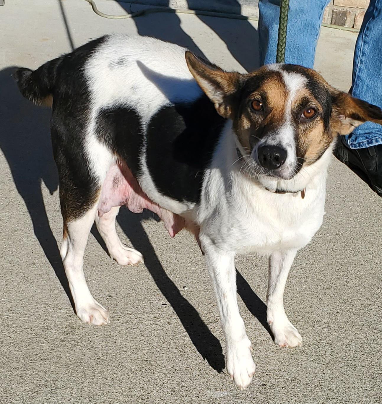 Enlarge Bale Lee, a Adoptable mixed breed in Terre Haute, IN image 1/1
