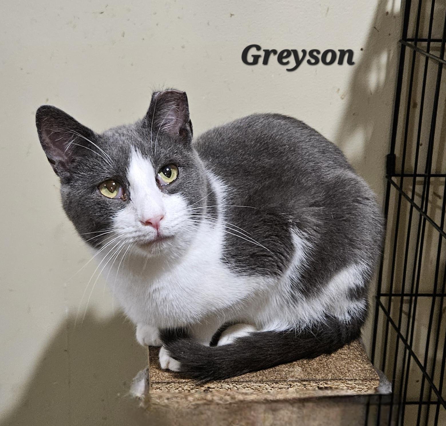 Enlarge Greyson, a Adoptable Domestic Short Hair in Bethlehem, PA image 1/3