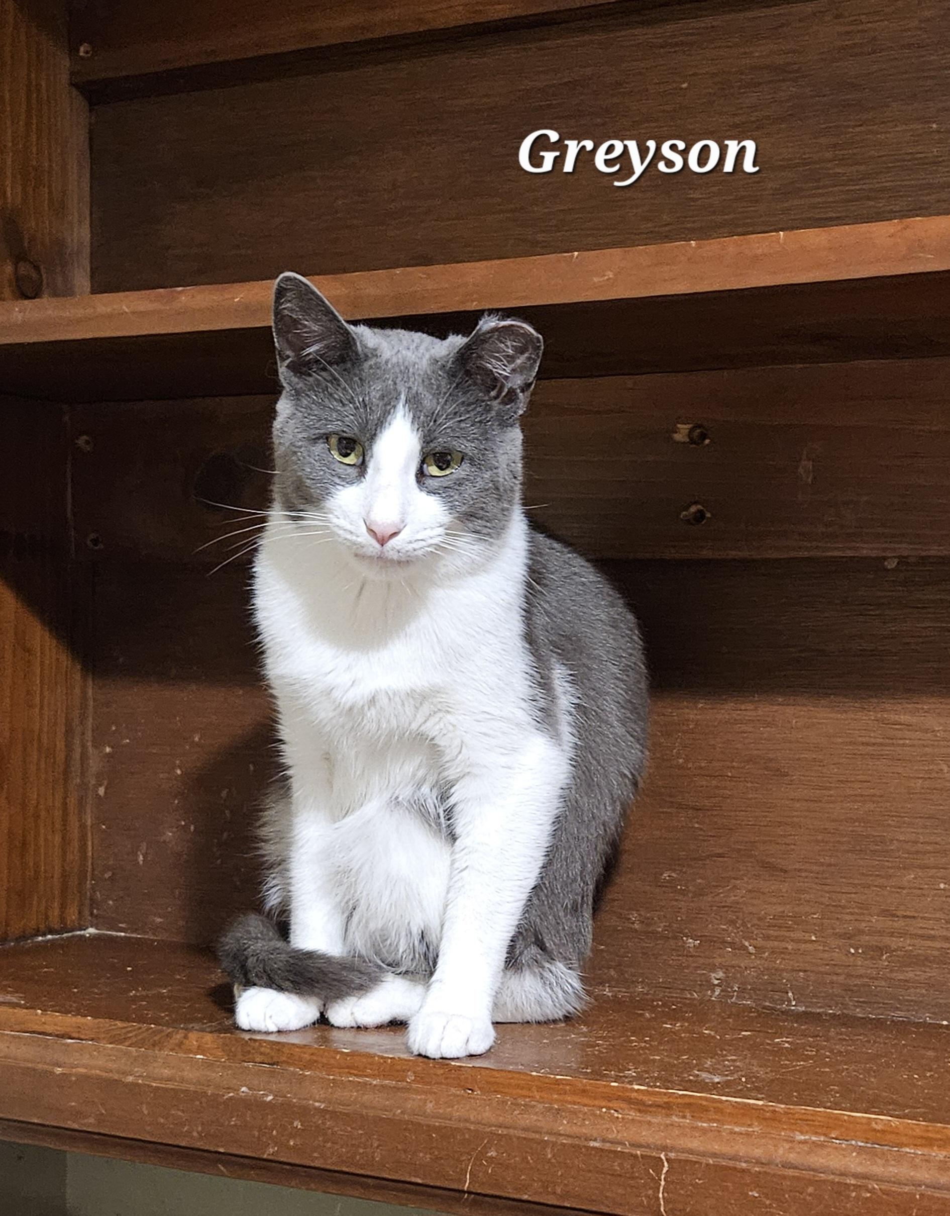 Enlarge Greyson, a Adoptable Domestic Short Hair in Bethlehem, PA image 3/3