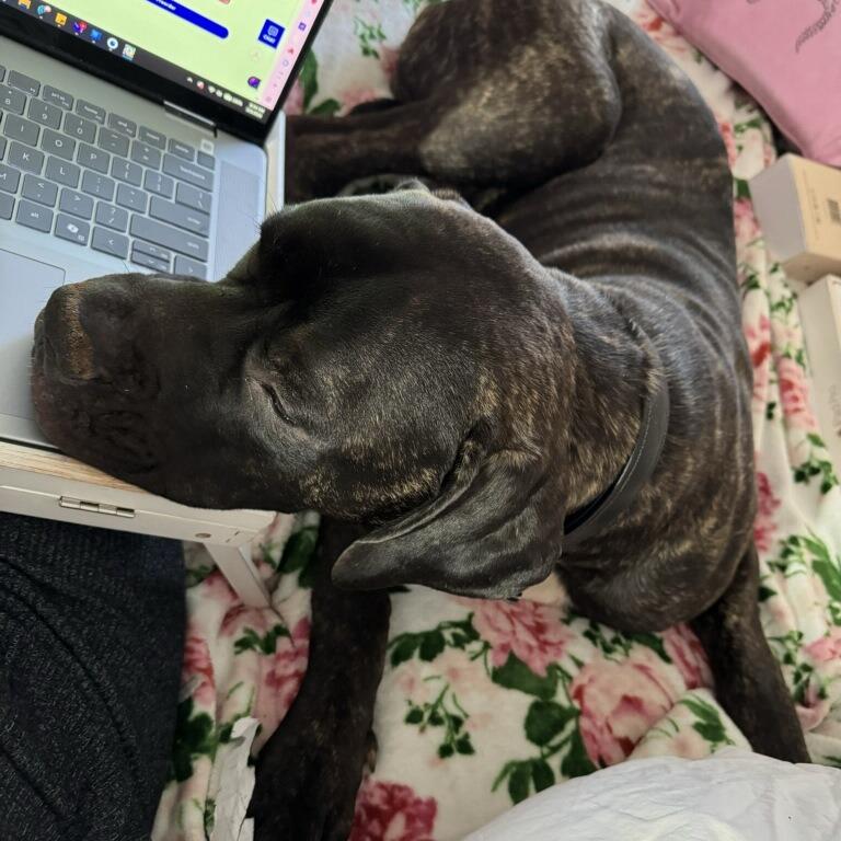 Howie, Adoptable, Young Male Mastiff.