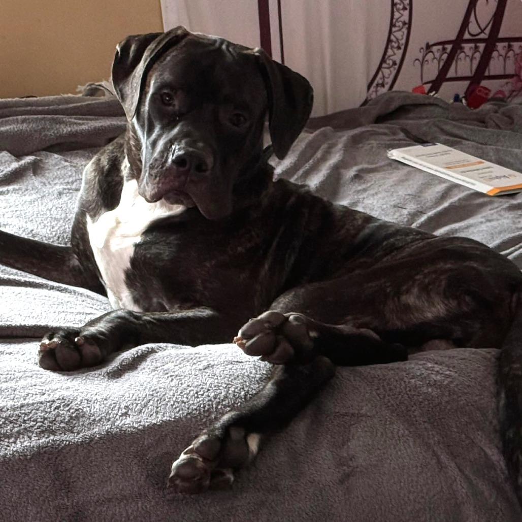 Enlarge Howie, a Adoptable mixed breed in manchester, PA image 2/3