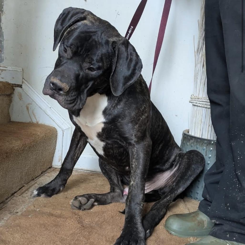 Enlarge Howie, a Adoptable mixed breed in manchester, PA image 2/2