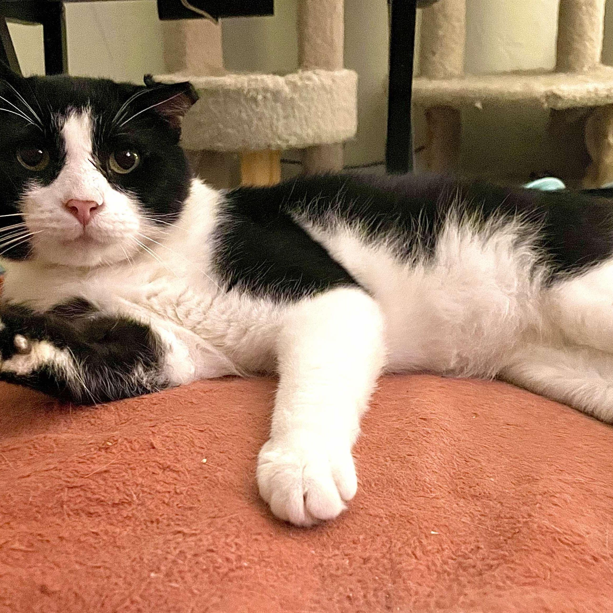 Enlarge Trooper, a ADOPTABLE Domestic Short Hair in Pittsburgh, PA image 5/6
