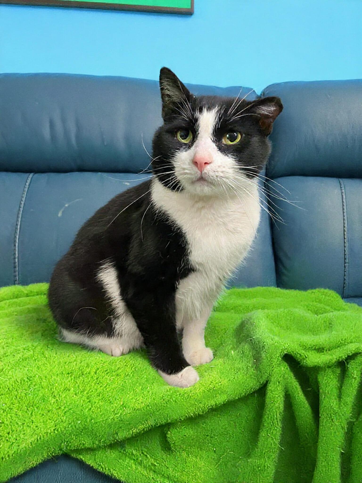 Enlarge Trooper, a ADOPTABLE Domestic Short Hair in Pittsburgh, PA image 4/6