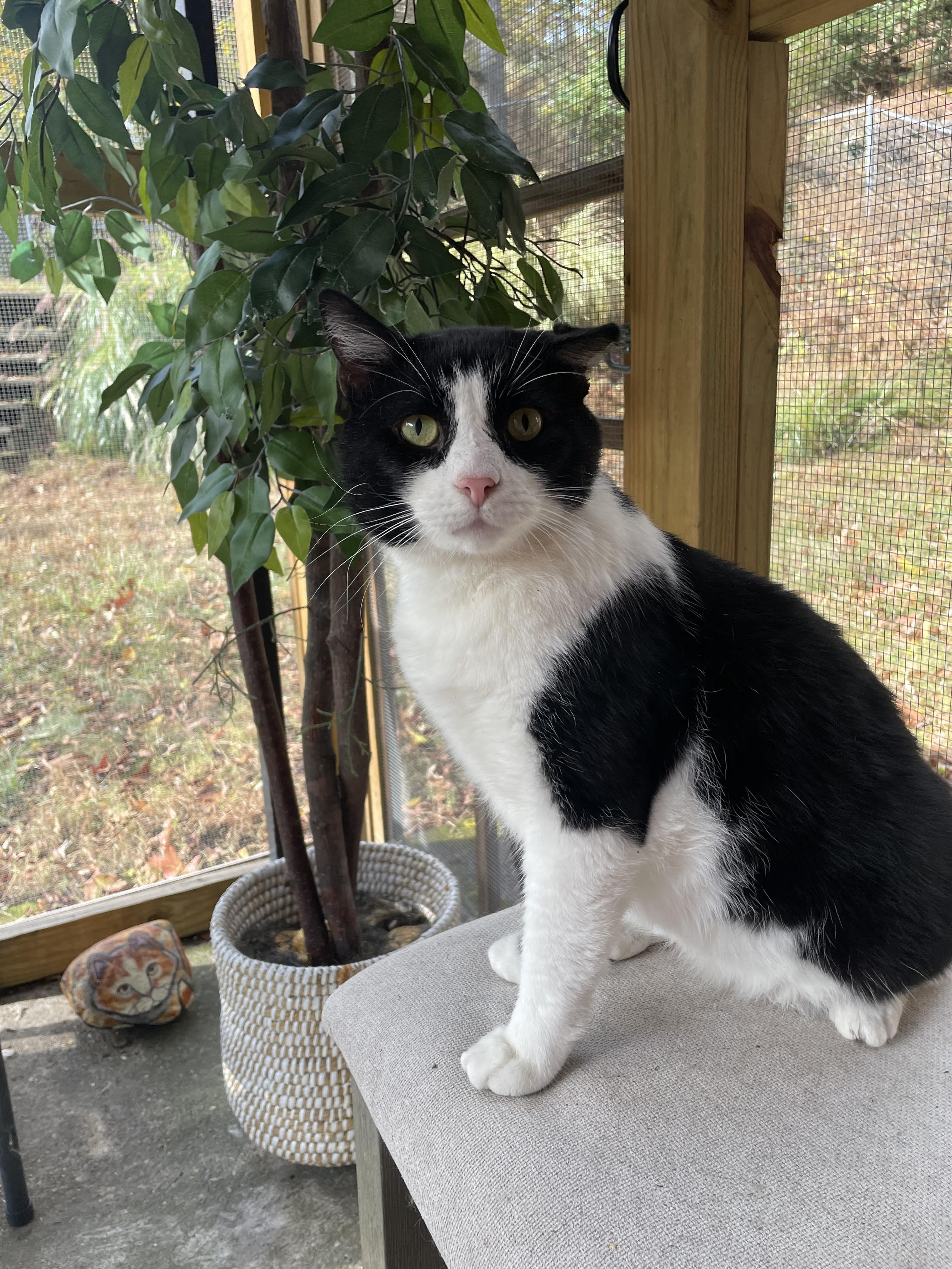 Enlarge Trooper, a ADOPTABLE Domestic Short Hair in Pittsburgh, PA image 3/6