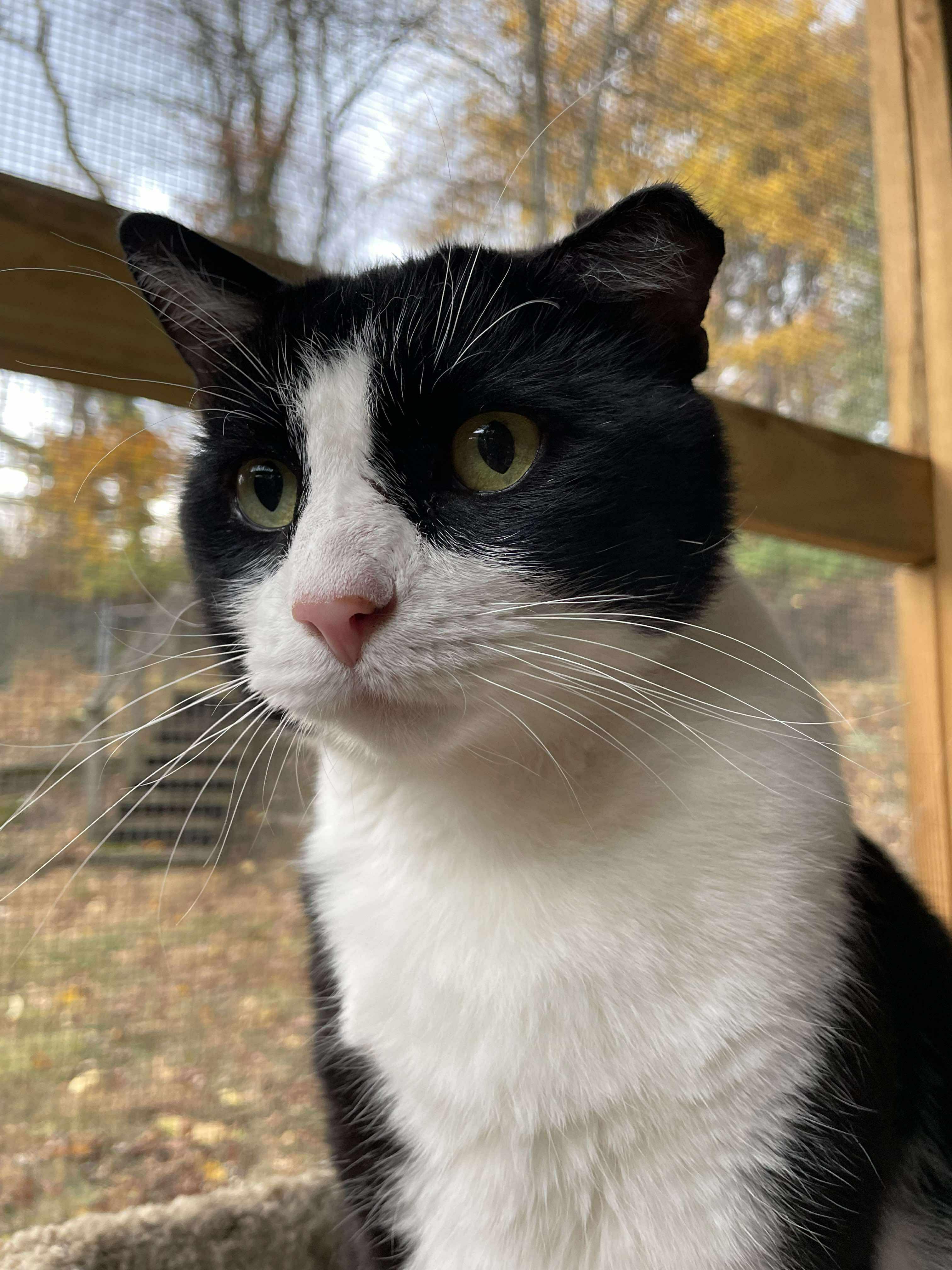 Enlarge Trooper, a ADOPTABLE Domestic Short Hair in Pittsburgh, PA image 2/6