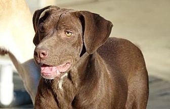 Enlarge Violet (bonded with Carter), a Adoptable mixed breed in Washington, DC image 1/6