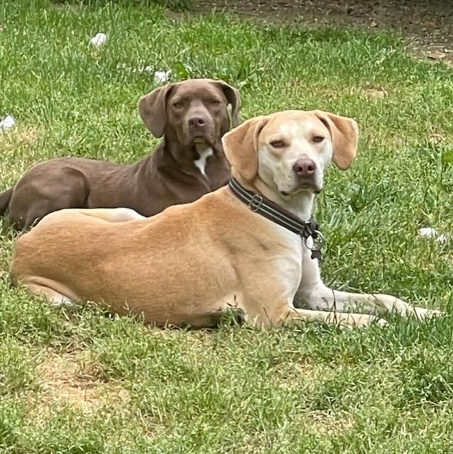 Enlarge Violet (bonded with Carter), a Adoptable mixed breed in Washington, DC image 2/6