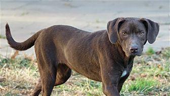 Enlarge Violet (bonded with Carter), a Adoptable mixed breed in Washington, DC image 3/6