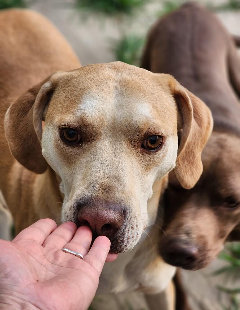 Enlarge Violet (bonded with Carter), a Adoptable mixed breed in Washington, DC image 4/6