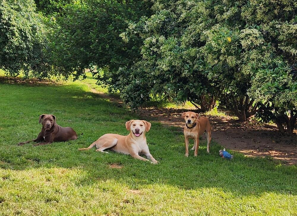 Enlarge Violet (bonded with Carter), a Adoptable mixed breed in Washington, DC image 5/6