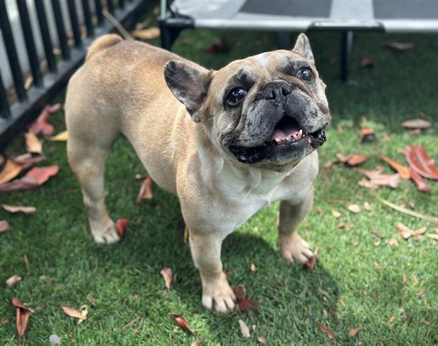 ORZO, Adoptable, Adult Male French Bulldog.