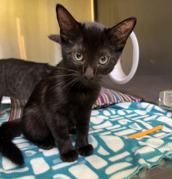 Enlarge Morticia, a Adoptable mixed breed in Sioux City, IA image 1/1