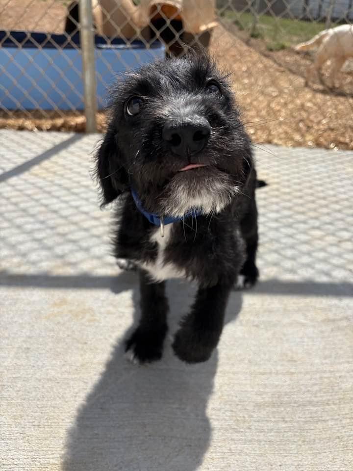 Enlarge Wolfie, an adopted mixed breed in Munfordville, KY image 1/2